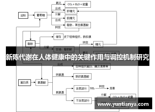 新陈代谢在人体健康中的关键作用与调控机制研究